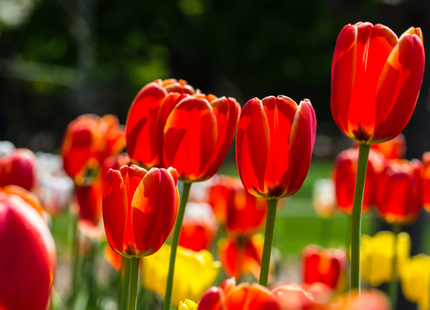 Visit The Canadian Tulip Festival Online Good Times